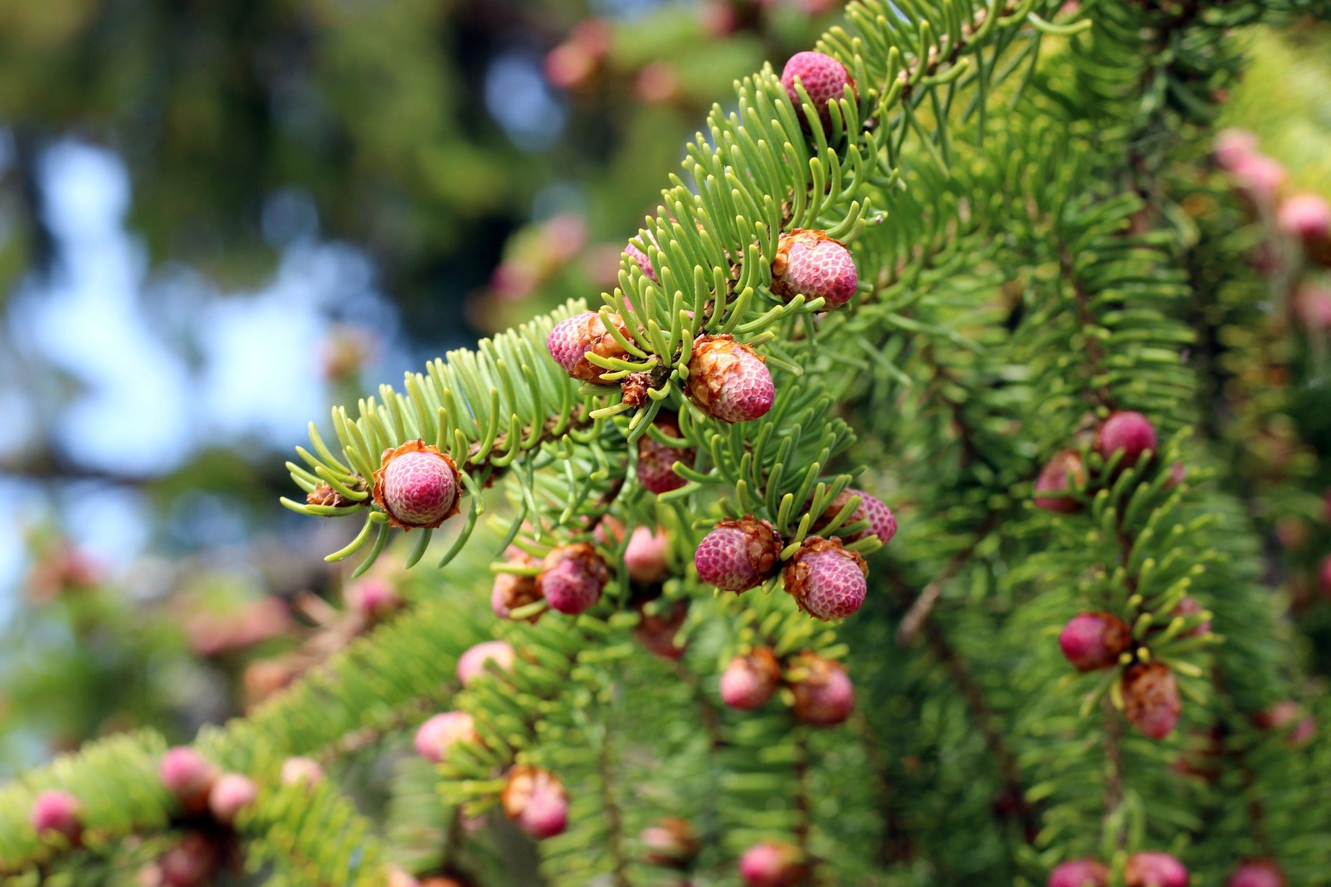 Knospenextrakte - Die geballte Kraft der Natur