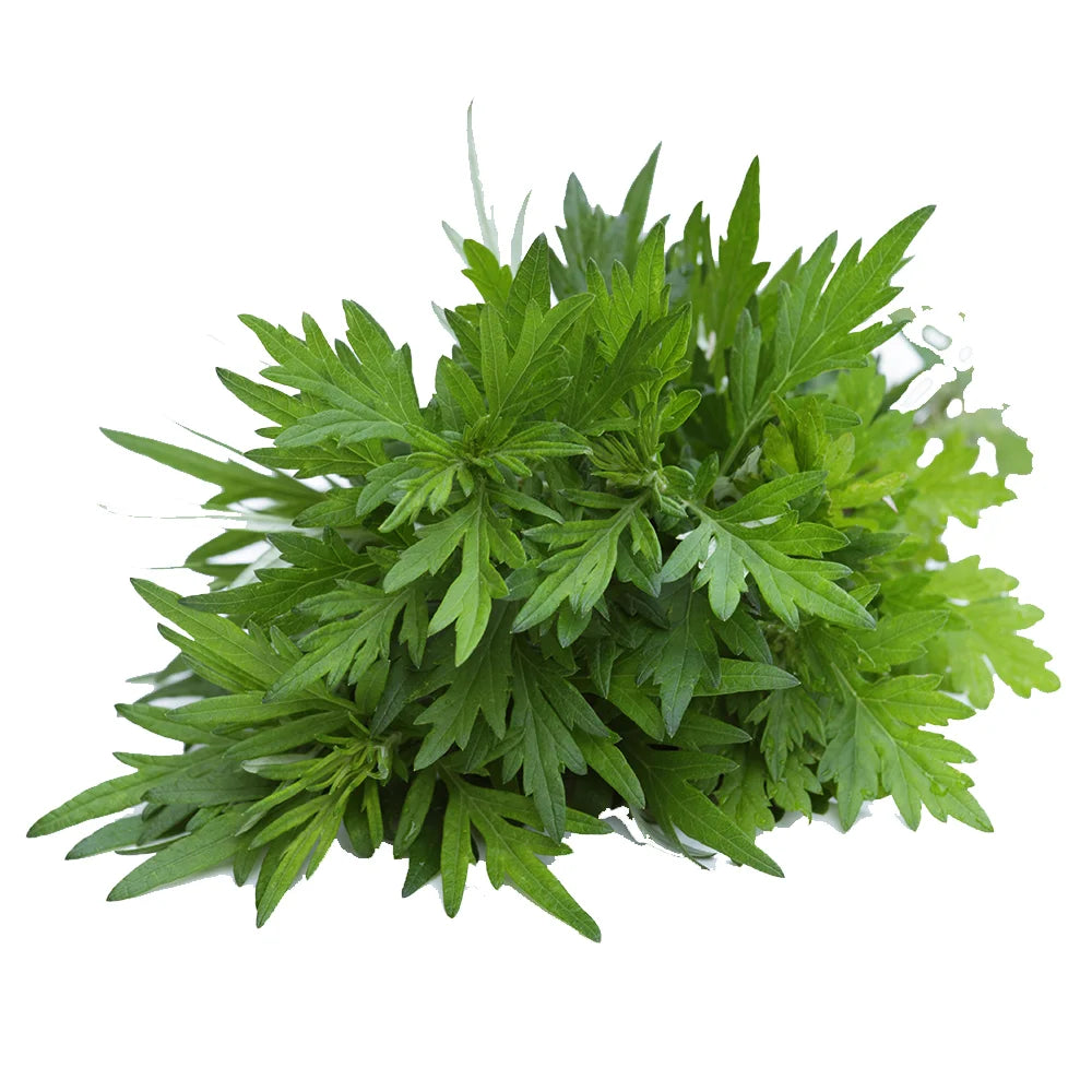 Artemisia annua Blattspitzen A-3 PET