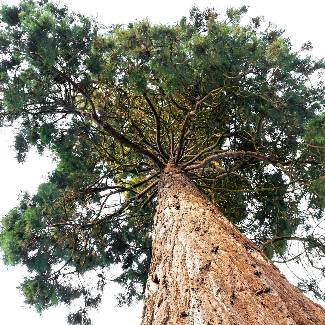 MAMMUTBAUM Sequoia gigantea Knospenextrakt 30ml