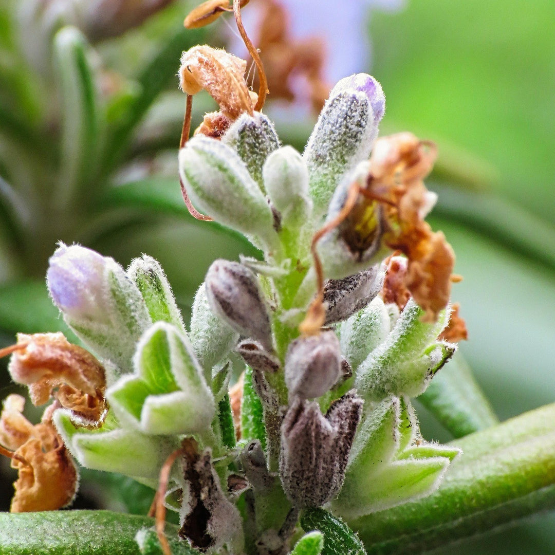 ROSMARIN Rosmarinus officinalis Knospenextrakt 30ml