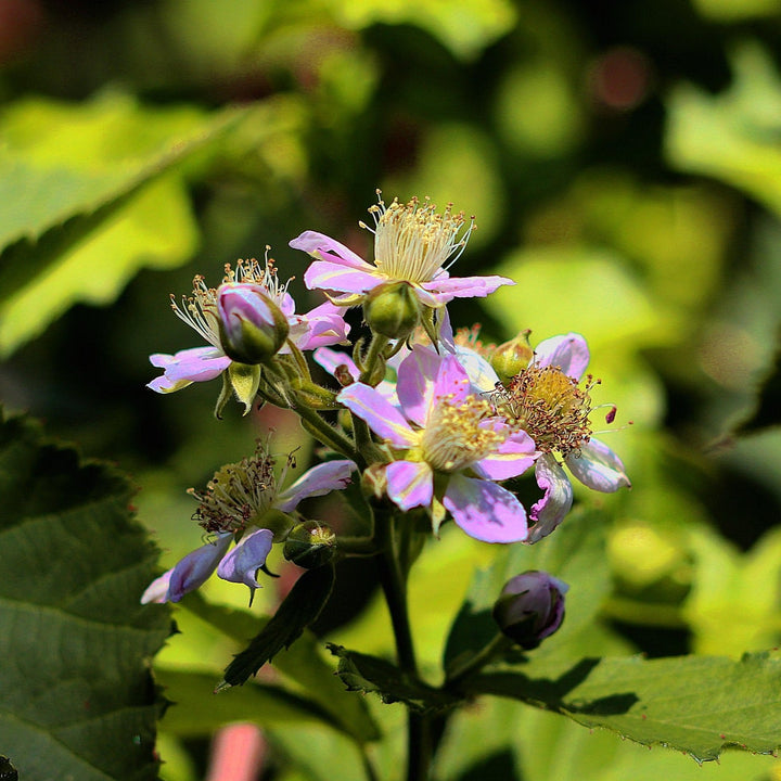 BROMBEERE Rubus Fruticosus Knospenextrakt 30ml