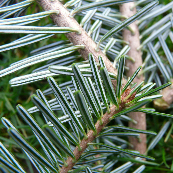 WEISSTANNE Abies alba Knospenextrakt 30ml