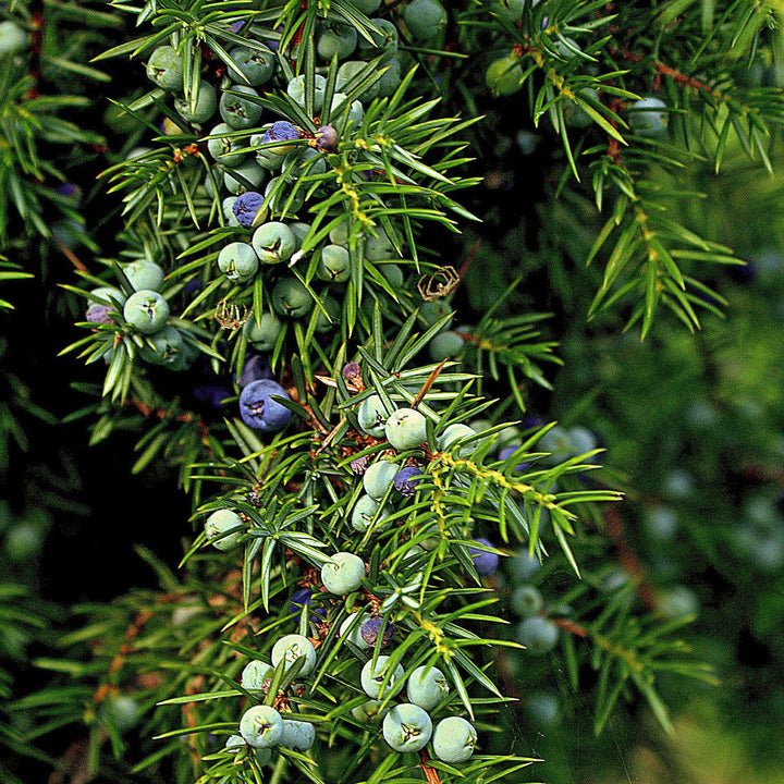WACHOLDER Juniperus communis Knospenextrakt 30ml