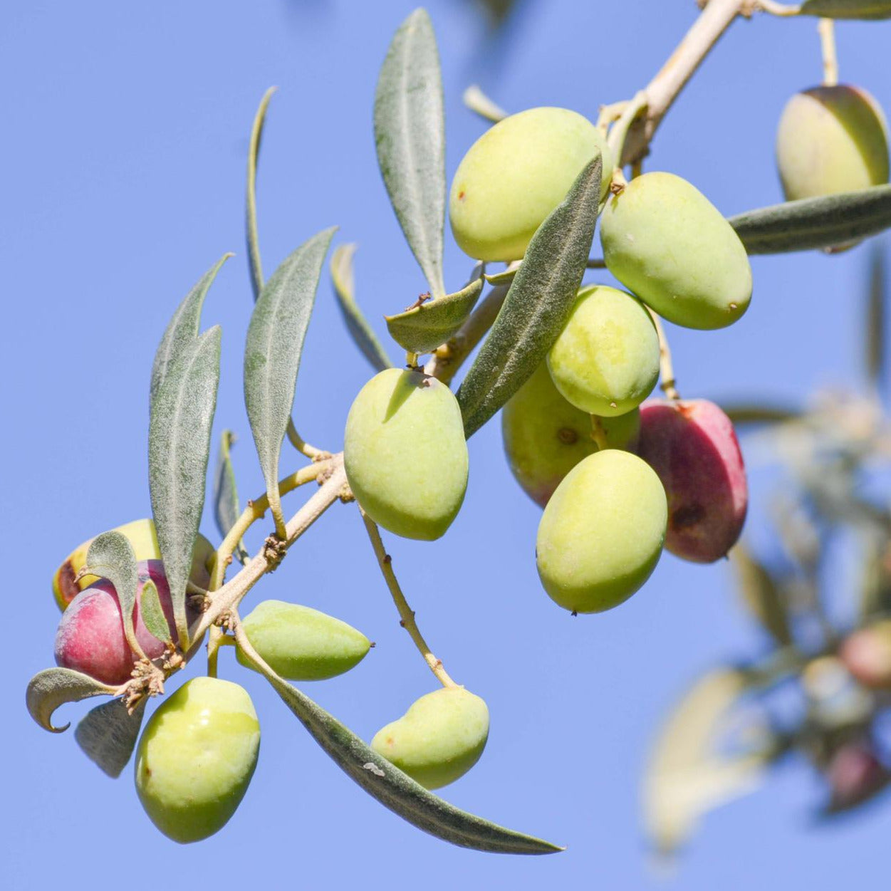Olivenbaum Knospenextrakt Themen: Arterienverkalkung von Gehirn, Herzkranzgefäßen, Blutgefäßen der Extremitäten, Bluthochdruck, zu hohes Cholesterin